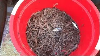 National Fishing -Great shrimp catch with big boat - shrimp trap on the river