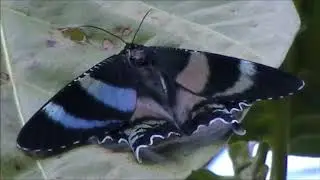 Day or Zodiac Moth Wings Constant Fluttering on Pink Noni Leaf