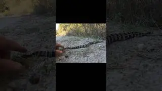Don&rsquo;t Touch the Rattlesnake&rsquo;s Rattle