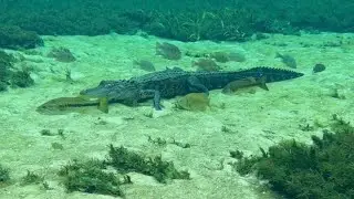 The poses of a hunting Alligator! 🐊 