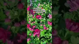#all plants available indoor outdoor vegetable #garden #youtubeshorts #flowers #video #10millio#fpy