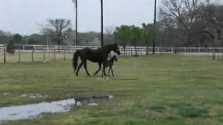 Black Fox Trotter Mare and '09 Stud Colt