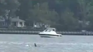Dolphins still in Navesink