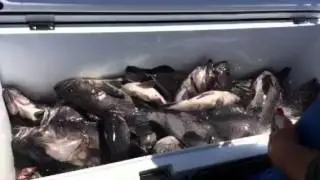 The catch