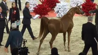World Arabian Championship. Senior Male.París 2011.Salon du cheval