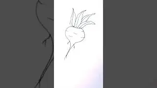 Beetroot sketch | beetroot drawing #shorts #youtubeshorts #beetrootart #artstyle #nehakabir