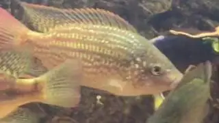 my Oreochromis Tanganicae
