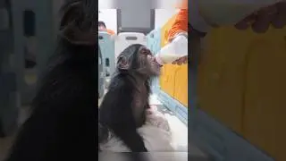 Monkey Loves Milk! Don&rsquo;t miss this video #shorts #monkey