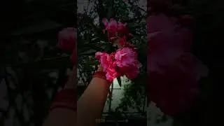 Epic Flower Symphony 🌷 Relaxing Visuals for Stress Relief! #flowers #naturelovers #nature