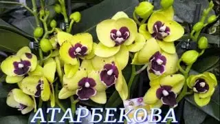 №1162/ МОРЕ красивых ОРХИДЕЙ в с/ц на АТАРБЕКОВА