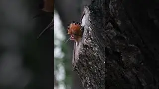 Hoopoe Bird