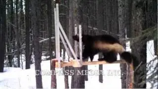 Wolverine Trail Camera Footage