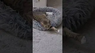 Уютное &laquo;гнездышко&raquo; для ночлега🥰/ Purring 🐈 cat /Sleep time/#cat #catlover