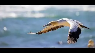 Cape Gannet Bird Island Lamberts Bay