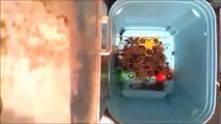 Dermestids Canada ||Beetle Colony ||Timelapses 2019||