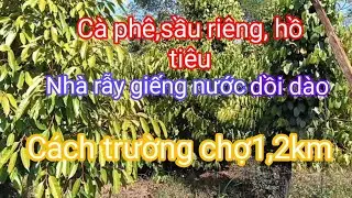 Giá bao sổ130 triệu 1 sào cà phê xen sầu riêngthái hồ tiêu nhà rẫy giếng nước, cách trường chợ 1,2km