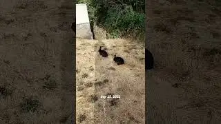 Shadow falling on a rabbit. Rabbit mystery song