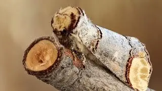 12 самых крутых камуфляжных животных и насекомых