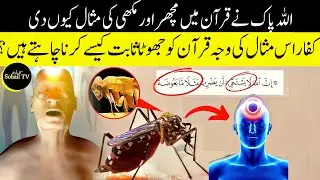Why Did Allah Create Mosquitoes The Answer Will Shock You |  