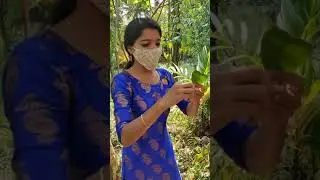 Goa spice plantation tour | trees of various spices