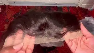 Lace Front Wig Unboxing #unboxing #lacefrontal #lacefrontwig