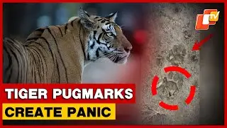 Tiger Pugmarks Found In Deogarh&rsquo;s Riamal Range
