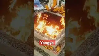 yangya