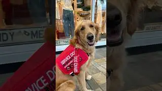 Why My Service Dog Doesn&rsquo;t Always Wear Her Vest 🦮 #servicedog #goldenretriever