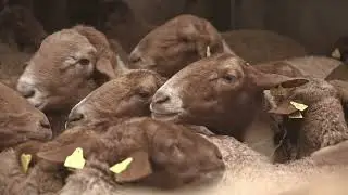 En Rissos i un grapat de Bergants - Picarols de 7 reals (Video oficial)
