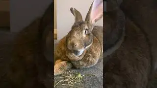 दुनिया का सबसे बड़ा खरगोश || The world's largest Rabbit #animals #trending #viral #ytshorts
