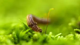 Worm Slithering Through Moist Moss | (FULLHD)