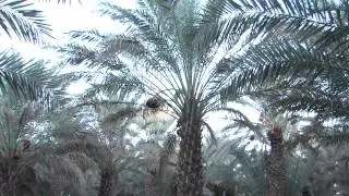 إقليم زاكورة   مؤهلات طبيعية غنية  وتقنيات فلاحية متجددة