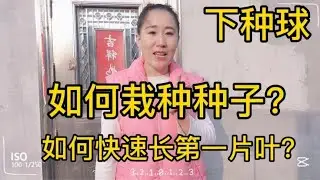 下种球，如何栽种君子兰种子？如何让君子兰快速长第一片叶？
