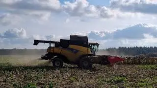 Moisson du tournesol 2021