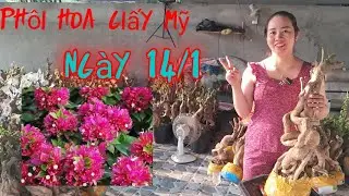 14/1 phôi hoa giấy Mỹ giá mềm ☎️☎️☎️ 0939925753 vinh