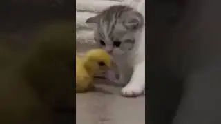 Laugh Out Loud: Dog, Cat, and Bunnies Being Silly Together 😂🐾  #funny #petlaughter #cat #dogs