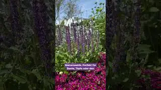 Salvia 'Pink Profusion' &ndash; der duftende Bl&uuml;tentraum von BaldurGarten! 💜🌸🐝