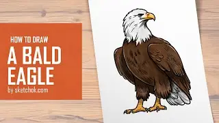Your First Bald Eagle Sketch Starts Here &ndash; Try It Now!