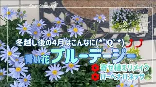 【寄せ植え】さわやか青い花ブルーデージーは大きく育ちました😊これからは暑さに強い花と楽しみます😃
