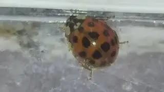 SPIRITUAL MEANING OF LADYBUG FROM TRIGGERS