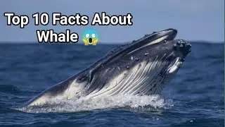 Top 10 Facts About Whale In Hindi | Shocking Facts About Whale
