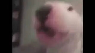 Walter meme videos 1