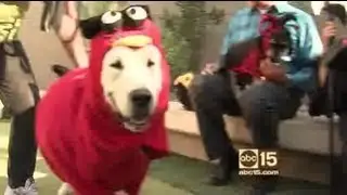 Dogs in disguise! Cute, safe pet costumes