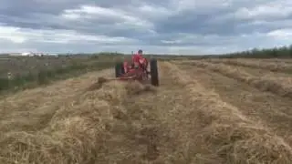 Windrowing hay MF 65