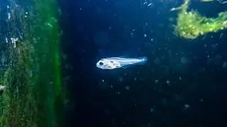 Sonunda başardikmi! Yellow Tang & Purple Tang larvasi mi yakaladik!