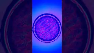 Cymatic Pattern - 60 to 69 Hz