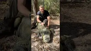 Green Big Mac #gator #reptiles #alligator