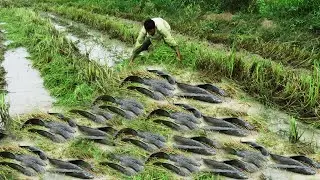 Awesome Dry Season Fishing VS Growing Season Fishing - Best Catching Under Natural Harvest rice