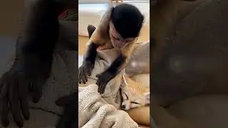 A Monkey Fell in Love with a Fox? 🥰 #lovestory #animalshorts