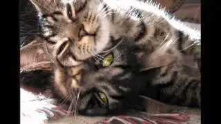 Glamorous Cats and Kittens